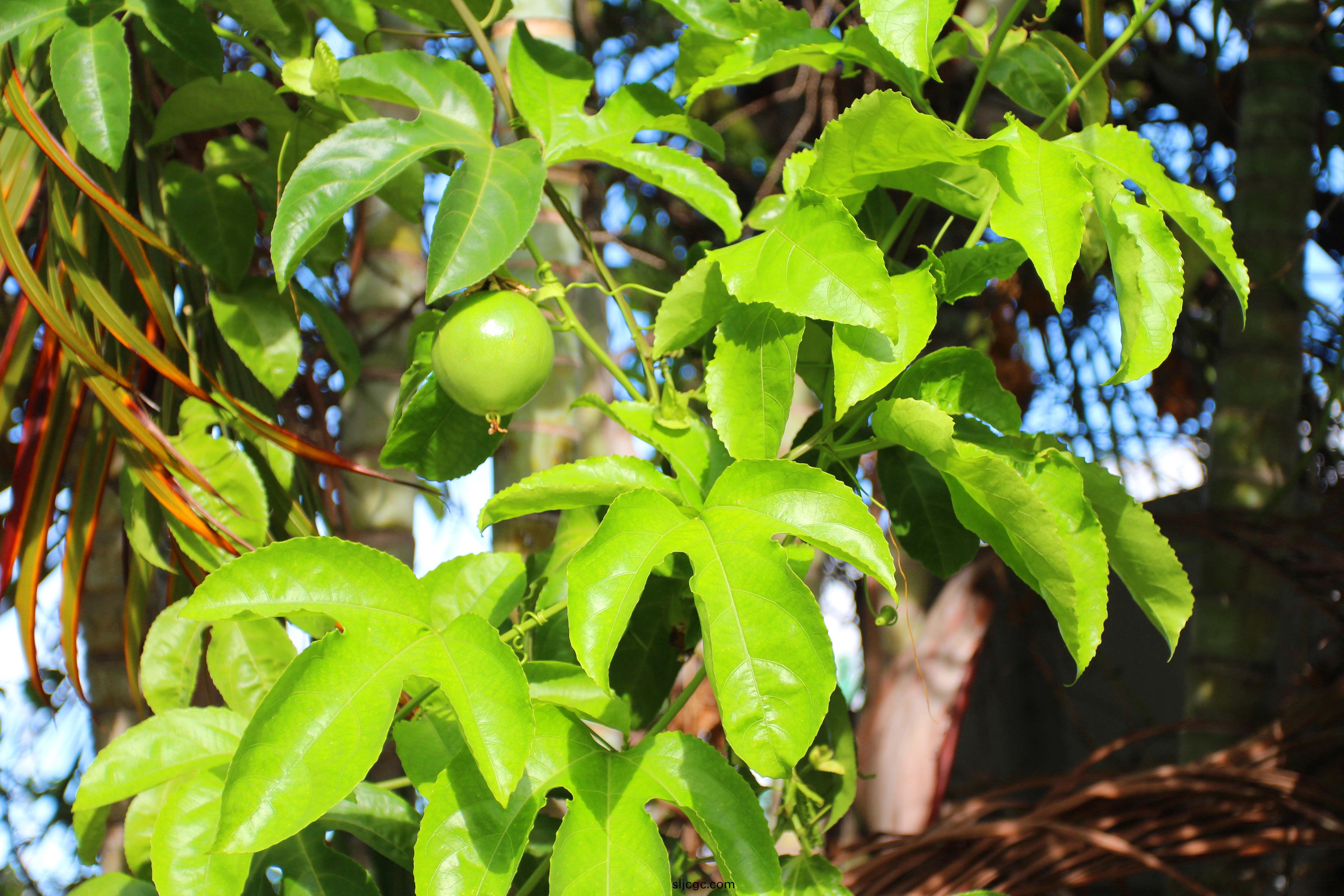 百(bai)香菓 (2).jpg